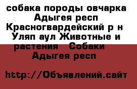 собака породы овчарка - Адыгея респ., Красногвардейский р-н, Уляп аул Животные и растения » Собаки   . Адыгея респ.